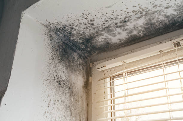 Affordable Commercial Mold Remediation solutions in Sparta, IL